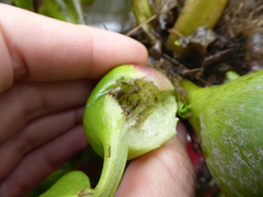Linepithema