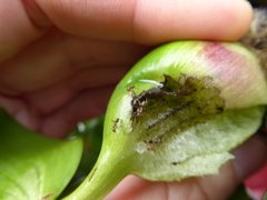 Linepithema