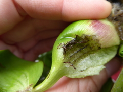 Linepithema