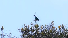 Cotinga cayana