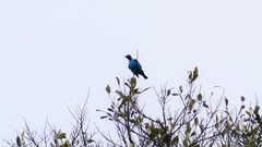 Cotinga cayana