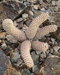 Tephrocactus