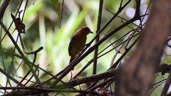 Thamnophilus amazonicus