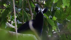 Cephalopterus ornatus