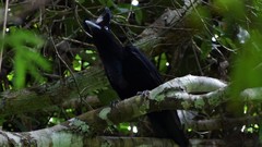 Cephalopterus ornatus