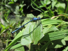 Argia anceps