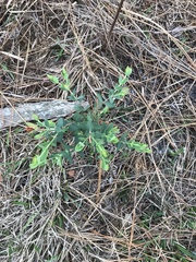 Hypericum tetrapetalum