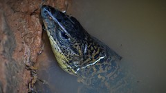 Tupinambis teguixin