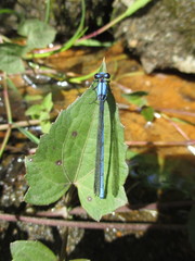 Argia anceps