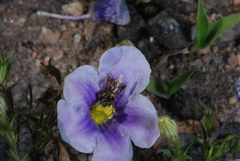 Nierembergia linariifolia