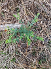 Hypericum tetrapetalum