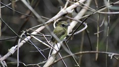 Hemitriccus flammulatus