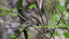 Hemitriccus flammulatus