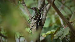 Kentropyx altamazonica