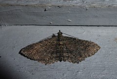 Horisme suppressaria