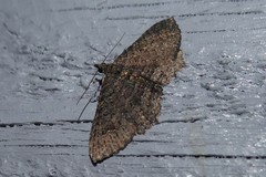 Horisme suppressaria