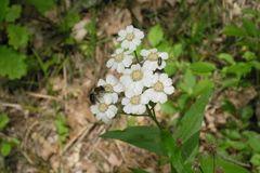 Achillea biserrata