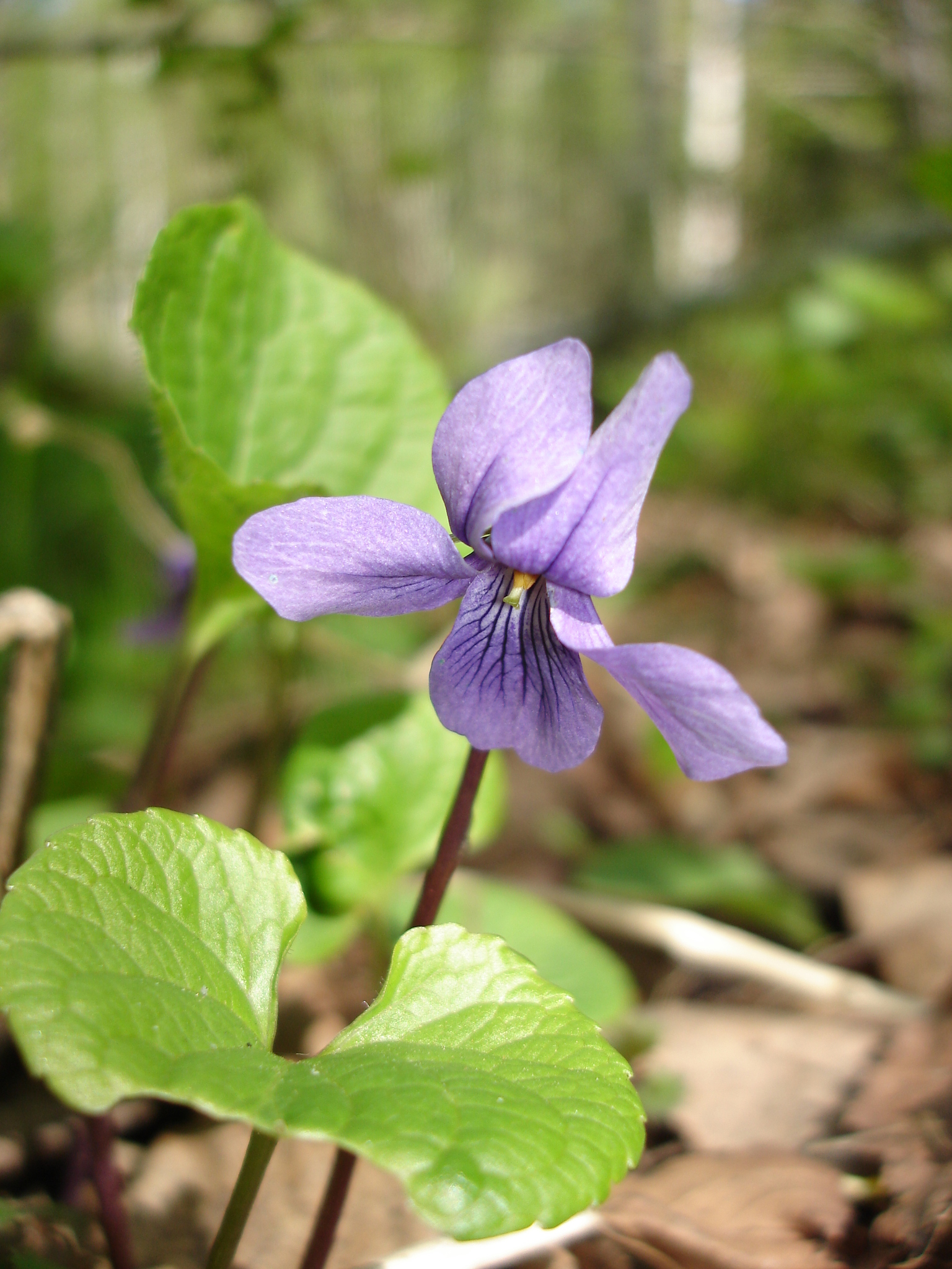 Viola epipsila