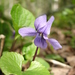 Northern Marsh Violet - Photo (c) Дмитрий Власов, some rights reserved (CC BY-NC), uploaded by Дмитрий Власов