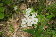 Achillea biserrata