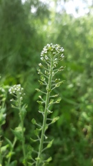 Lepidium campestre
