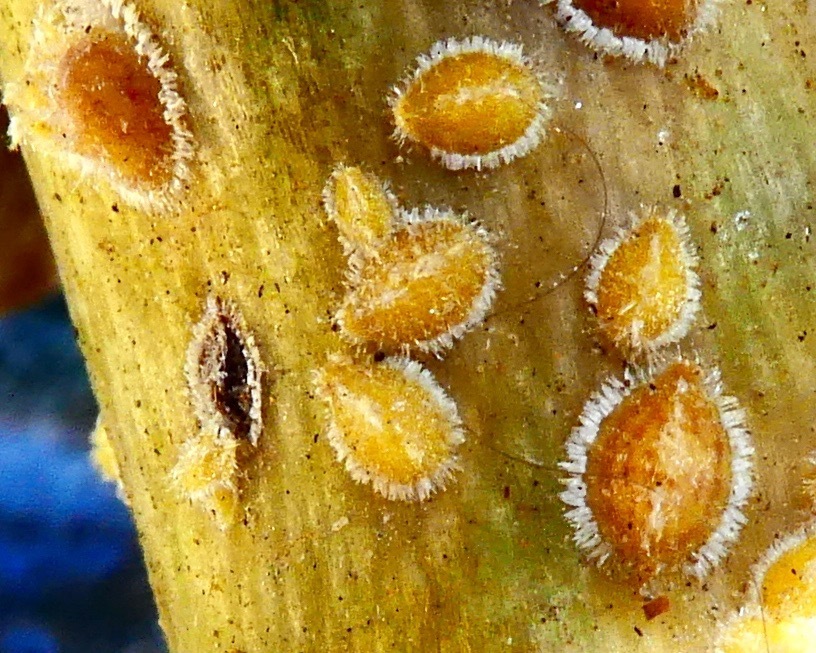 Pit Scales