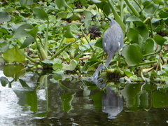 Egretta tricolor