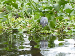 Egretta tricolor