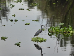 Egretta tricolor