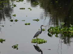 Egretta tricolor