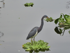 Egretta tricolor