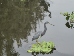 Egretta tricolor