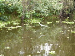 Egretta tricolor