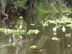 Egretta tricolor