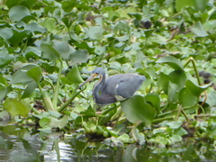 Egretta tricolor