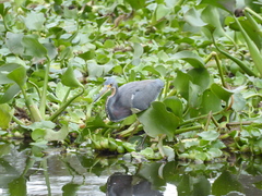 Egretta tricolor