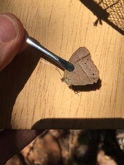 Yphthimoides patricia