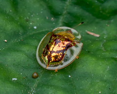 Aspidimorpha furcata