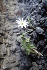 Stellaria eschscholtziana
