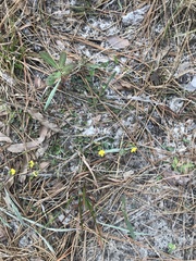 Crotalaria rotundifolia