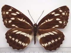 Neptis alwina