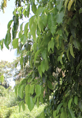 Magnoliopsida
