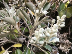 Brachyglottis rotundifolia