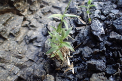 Stellaria eschscholtziana