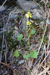 Ranunculus pygmaeus