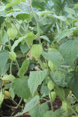 Physalis