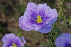 Nierembergia linariifolia