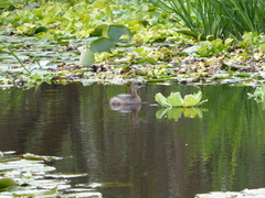 Podilymbus podiceps