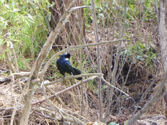 Quiscalus mexicanus
