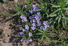 Nierembergia linariifolia